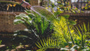 When should I water my garden?
