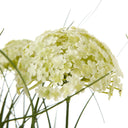 White Allium Plant In Pot