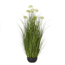 White Allium Plant In Pot