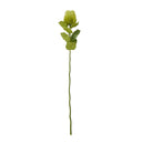 Green Banksia Stem