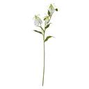 Cream Gloriosa Spray