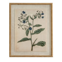 Flora & Fauna Collection Borage On Linen In Beaded Frame