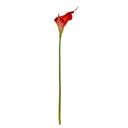 Fireball Calla Lily