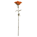 Orange Dianthus Spray