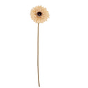 Cream Gerbera Stem