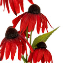 Red Echinacea Spray
