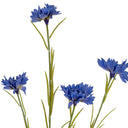 Blue Cornflower Stem