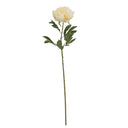 Large Buttermilk Double Peony Stem